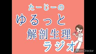 第4回　血液の話　【解剖生理学　超苦手向き】　ゆるっと解剖生理学ラジオ　③血液の働き