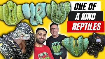 The RAREST Reptile Room Tour in the WORLD! | One of a kind green tree pythons | Bill Stegall