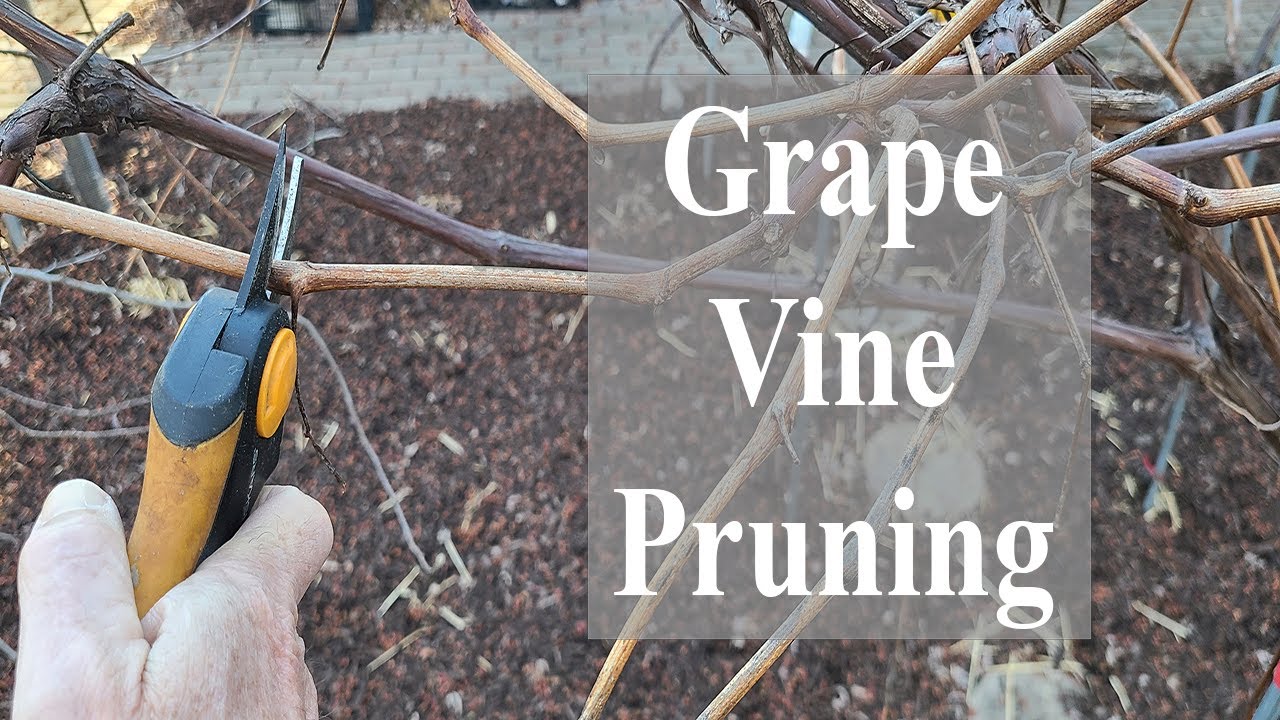 Grape Vine Pruning