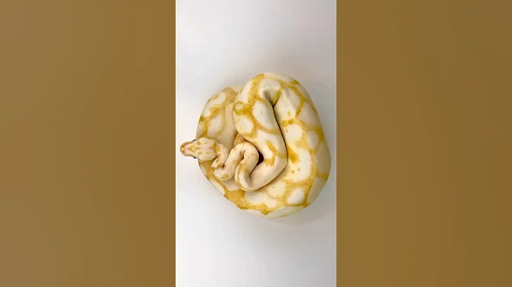 Rating My Hyperrealistic Cakes. Controversial Ratings!