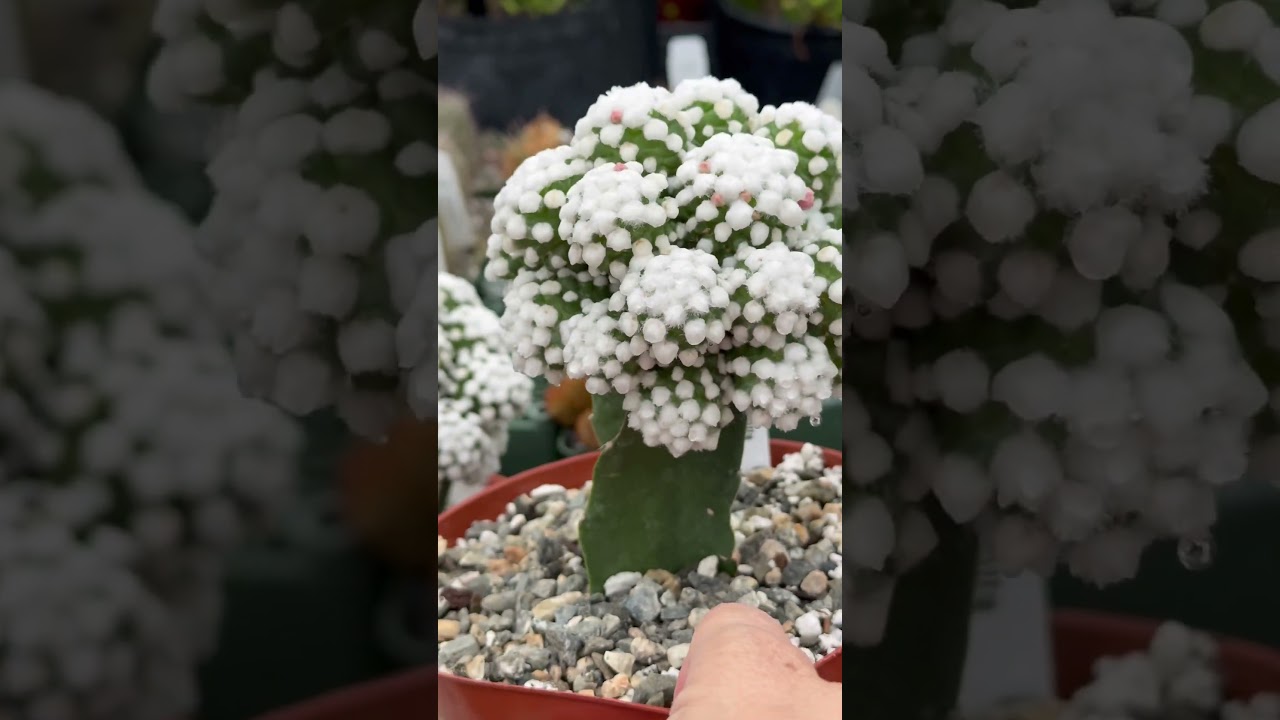 Mammillaria gracilis cv. oruga graft - YouTube