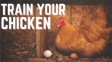 How to Get Hens to Lay Eggs in Nesting Boxes