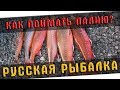 РУССКАЯ РЫБАЛКА 4 🐟 КАК ПОЙМАТЬ ПАЛИЮ?!