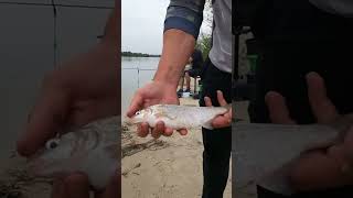 Жирный рыбец на Дону.Когда уже ход рыбца?