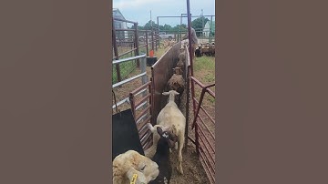 Sheep sorting alley video - Bell Rule Genetics