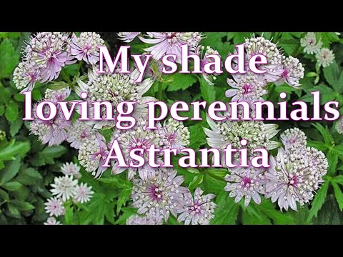 Video: Astrantia: Masterwort-kasvien kasvattaminen puutarhassasi