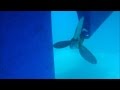 Featherstream propeller in action underwater on a beneteau