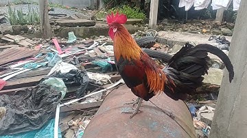 Saib qaib dib ua ke nyiam nug tau nawb 