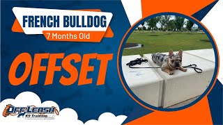 7 Month Old French Bulldog | Best French Bulldog Training | Off Leash K9 | Board & Train | Oklahoma