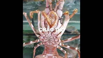 [990k] Tôm hùm xanh  bắt sống tại Tphcm - Hải Sản Tư Ghẹ