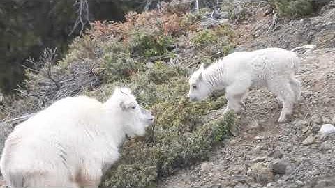 Introduction to the BC Mountain Goat Society