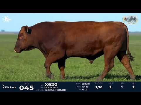 LOTE 45 - RED ANGUS X620