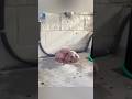 Woman saved a dog seeking shelter in car wash #shorts