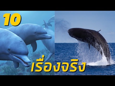 10 เรื่องจริงเกี่ยวกับวาฬและโลมา ที่คุณอาจจะยังไม่รู้ - Whales and dolphins