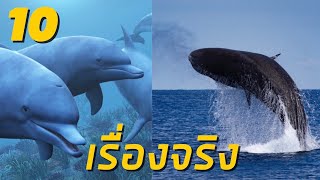 10 เรื่องจริงเกี่ยวกับวาฬและโลมา ที่คุณอาจจะยังไม่รู้ - Whales and dolphins