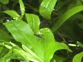 Frog by the cool pool
