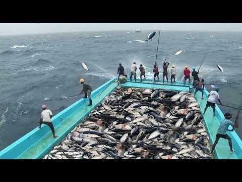 Bu İnsanlar BALIKÇI Değil Sanki Bir MAKİNE (Süper Hızlı Balık İşçileri)