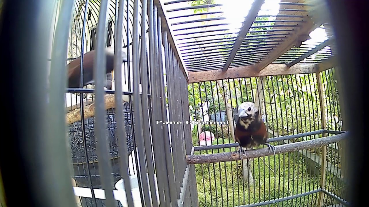 burung pipit suara tekutur 