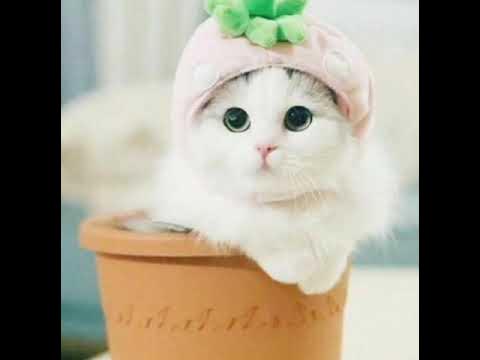 #котикі - YouTube