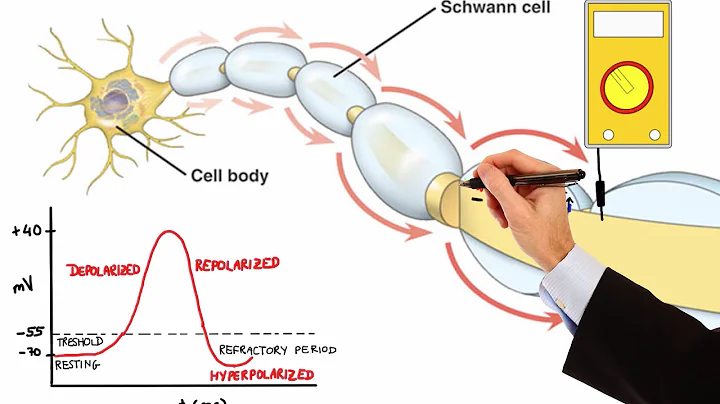 NEURON ACTION POTENTIAL (MADE EASY) - 天天要闻