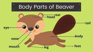 Body Parts of Beaver | Beaver Body Parts | Animal Body Parts | Parts of the Body | Easy Learning