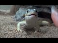 指を食べようとするシュナイダースキンク Schneider Skink Tries To Eat My Finger