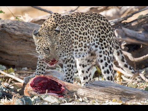 Leopard Leaps from Tree to Kill Impala