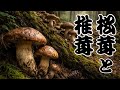 【歴史雑学】江戸時代、庶民派松茸を蹴り飛ばしていた?松茸と椎茸の知られざる歴史