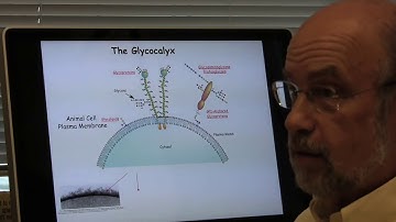 Glycans: Where Are They and What Do They Do?