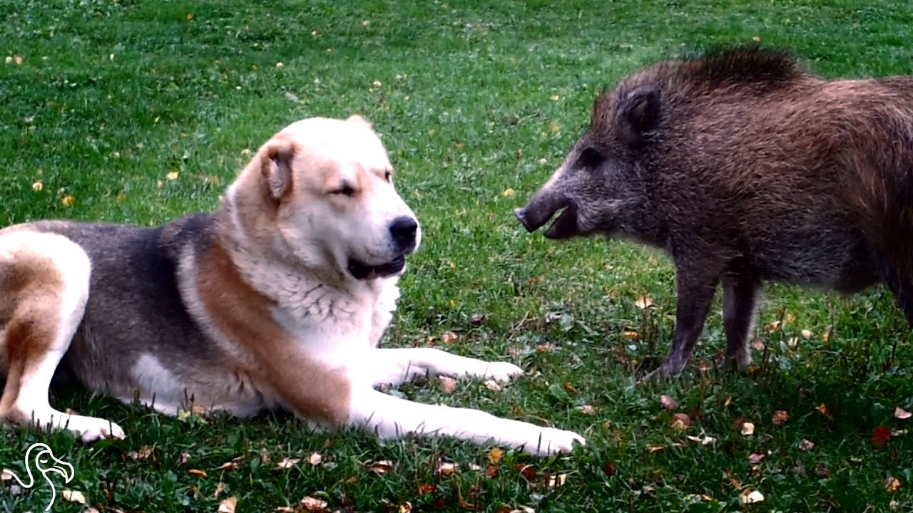 Dog And Pig BFFs Zoom Around Their Yard Together - YouTube