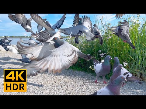 кошка тв 🐱🐦 Красивые садовые птицы и голуби (4K HDR)