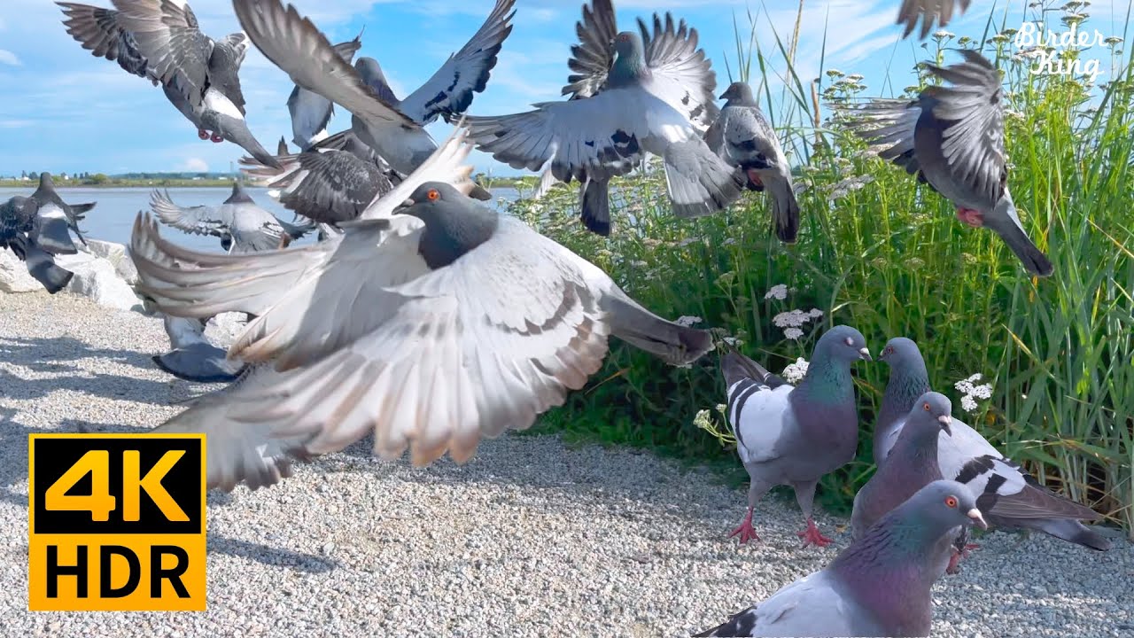 Vido Pour Les Chats  Beaux oiseaux et pigeons de jardin 4K HDR