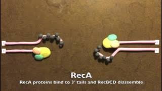 Homologous Recombination in Prokaryotes
