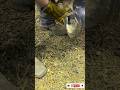 The Largest Hoof I Have Ever Had To Trim. Horse Restoration Front Hooves.