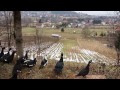 Flying- Muscovy ducks