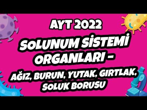 Solunum Sistemi Organları – Ağız, Burun, Yutak, Gırtlak, Soluk Borusu | AYT Biyoloji 2022 #hedefekoş