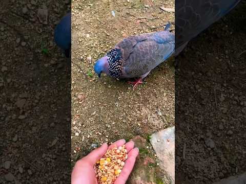 أسلوب الحمام في أكل الحبوب مع الرقص 