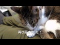 エリザベスカラーで毛づくろいできない猫 ~ぽっけ♂~ Cat that can not be groomed with Elizabeth color ~Pokke♂~ 2011.03.