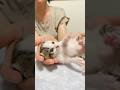 おててが大好きなわらびちゃん🌱生後約4週🐱🍼