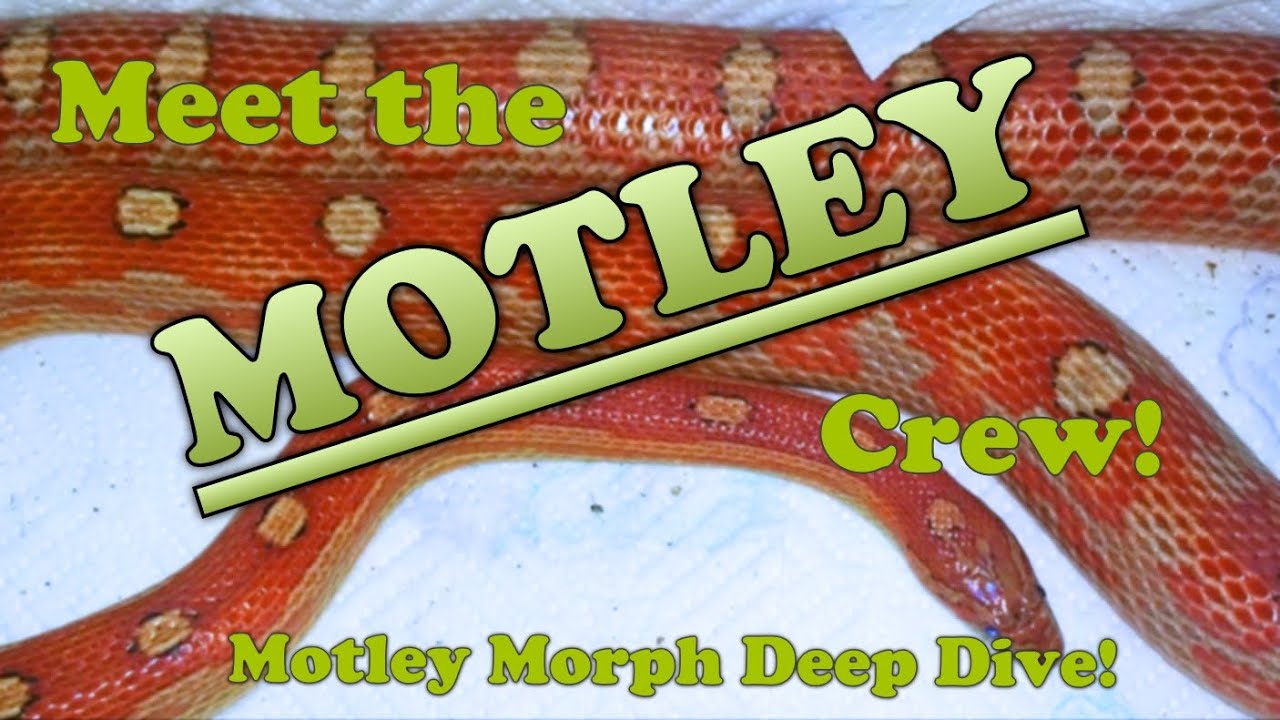 MOTLEY Morph Deep Dive! Lots of combo pics!