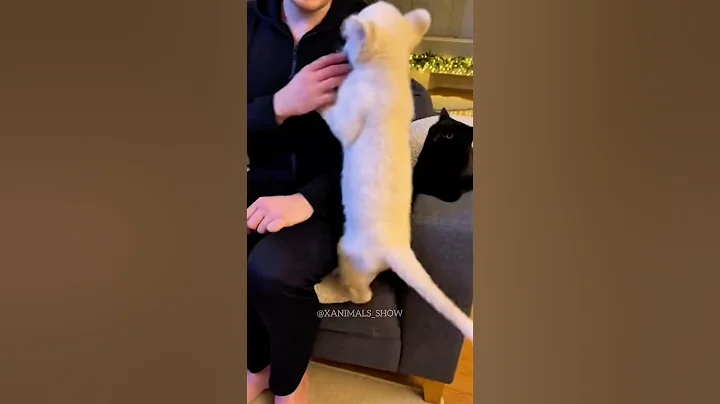 A man accidentally adopted a lion. #animalshorts #hindi