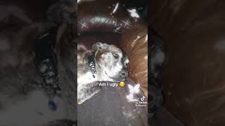 Am I Ugly Because Im A Staffordshire Bull Terrier