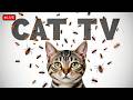 🔴12HOURS LIVE : Best Cat Games Videos 2025 – Endless Entertainment for Cats Ep121🐞 🐝🐞🦋