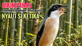 toet toet suara cendet gacor PAGI SIANG SORE sangat efektif buat Pancingan cendet diam agr cpt bunyi