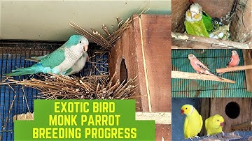 Exotic Bird Monk parrot Breeding progress and nesting|| conures breeding progress