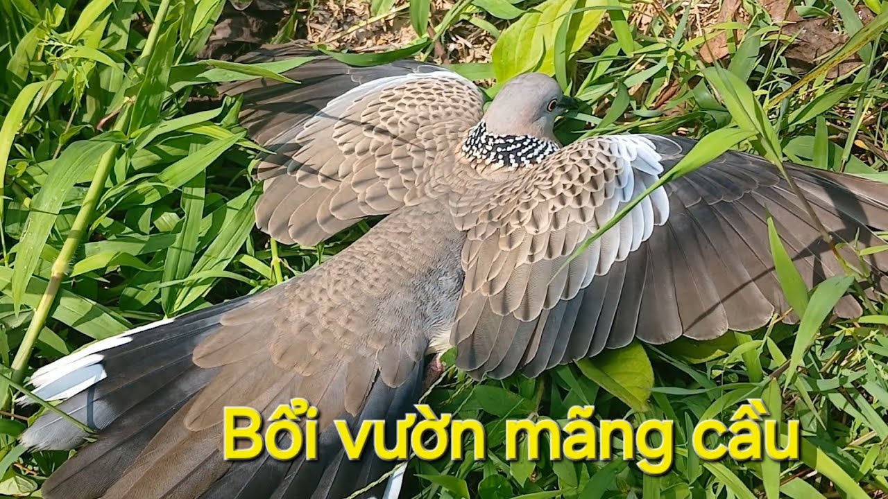 Bổi Vườn Mãng Cầu 25.01.2026