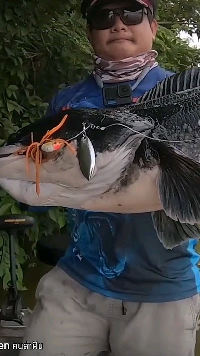 Asli toman monster #mancing #fishing #monster