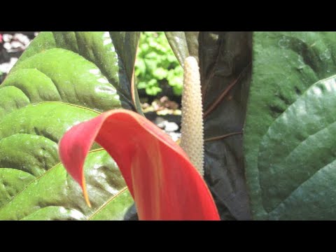 Video: Anthurium Klimmen