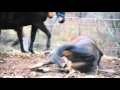 Animal Matting   Horses Mating   My Horse   Funny Animals Compilation Animal Videos 2015 part1