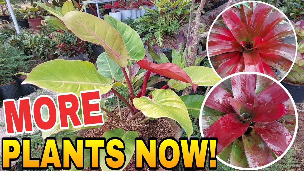 MORE PLANTS IN OUR GARDEN ..SILANG CAVITE 